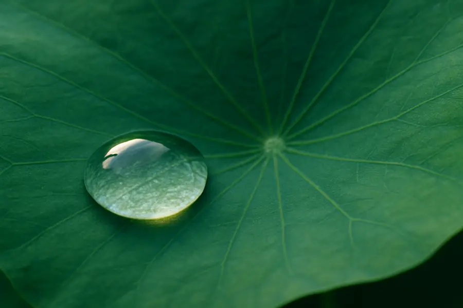 Arti Peribahasa Bagai Air Di Daun Talas