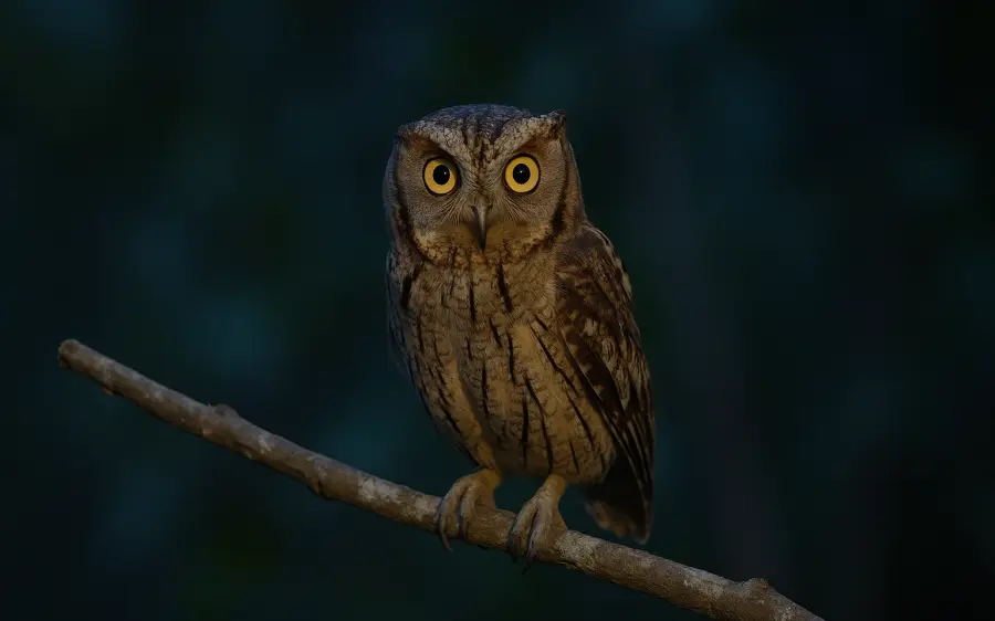 Mitos Burung Cungcuing