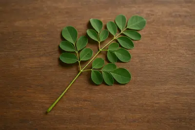 Arti Peribahasa Dunia Tak Selebar Daun Kelor