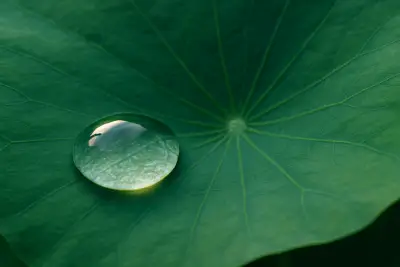 Arti Peribahasa Bagai Air Di Daun Talas