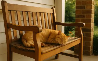 Mitos Memotong Kumis Kucing