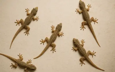 Mitos Rumah Banyak Cicak